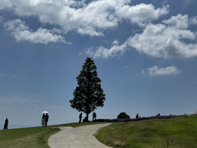 【兵庫】あわじ花さじき