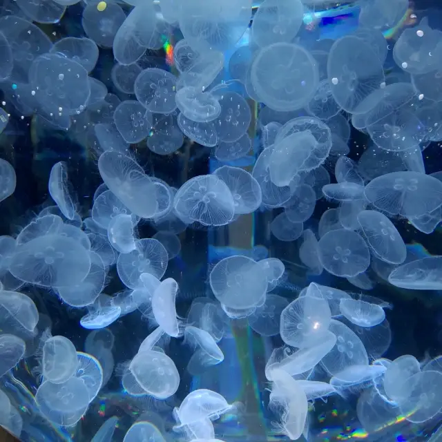 桃園親子室內景點--X park 桃園水族館