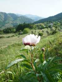 🌄 熊野古道・高原展望所