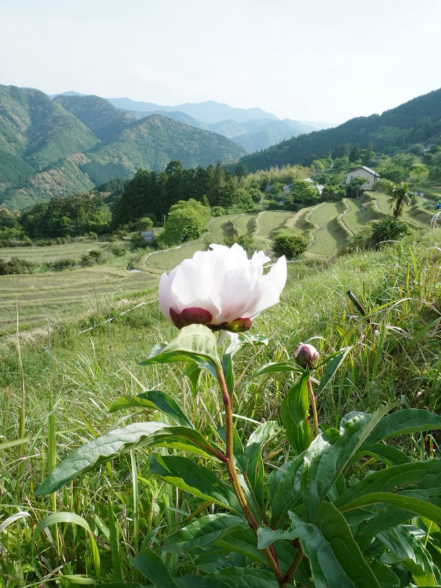 🌄 熊野古道・高原展望所 🌄 熊野古道・高原展望所