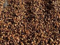 สวนยาหลวง จ.น่าน