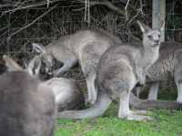 🐨【墨爾本一日遊推薦】瑪璐考拉動物公園:同袋鼠考拉做朋友!
