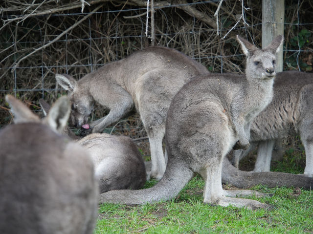 🐨【墨爾本一日遊推薦】瑪璐考拉動物公園:同袋鼠考拉做朋友!  🐨【墨爾本一日遊推薦】瑪璐考拉動物公園:同袋鼠考拉做朋友!