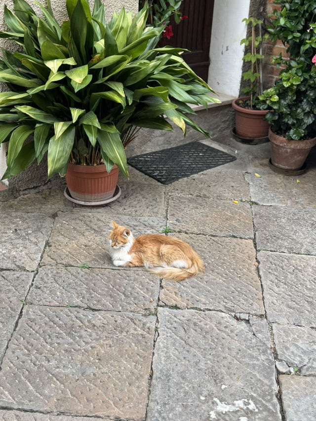 【Pienza 小鎮：托斯卡納的夢幻陽台 🌿】