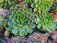 🌵 “Desert Botanical Garden – Where the Desert Blooms with Life!”