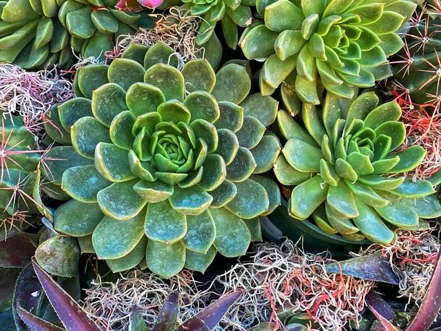 🌵 “Desert Botanical Garden – Where the Desert Blooms with Life!”
