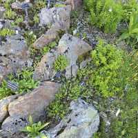 Arctic–Alpine Botanic Garden