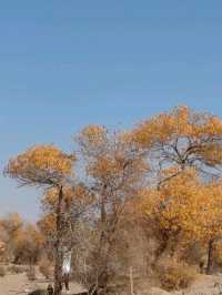 The Spirit of the Desert Poplar