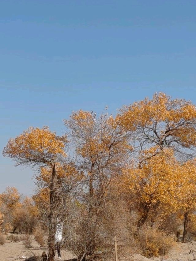 The Spirit of the Desert Poplar