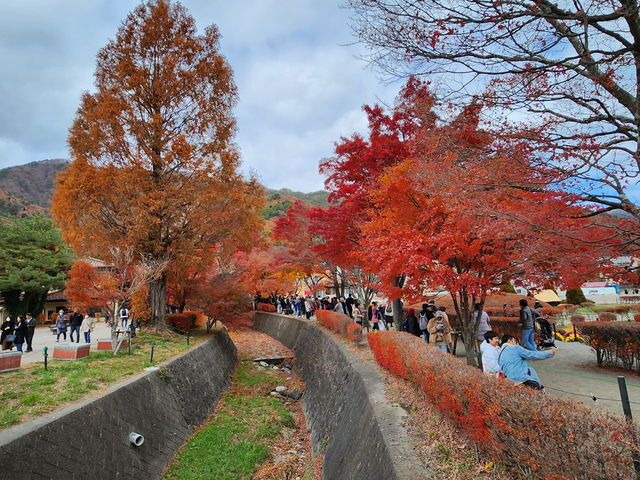 楓葉限定！俯瞰山河靚景  