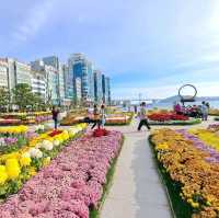 釜山🇰🇷廣安大橋🌁海濱咖啡街～花海片片