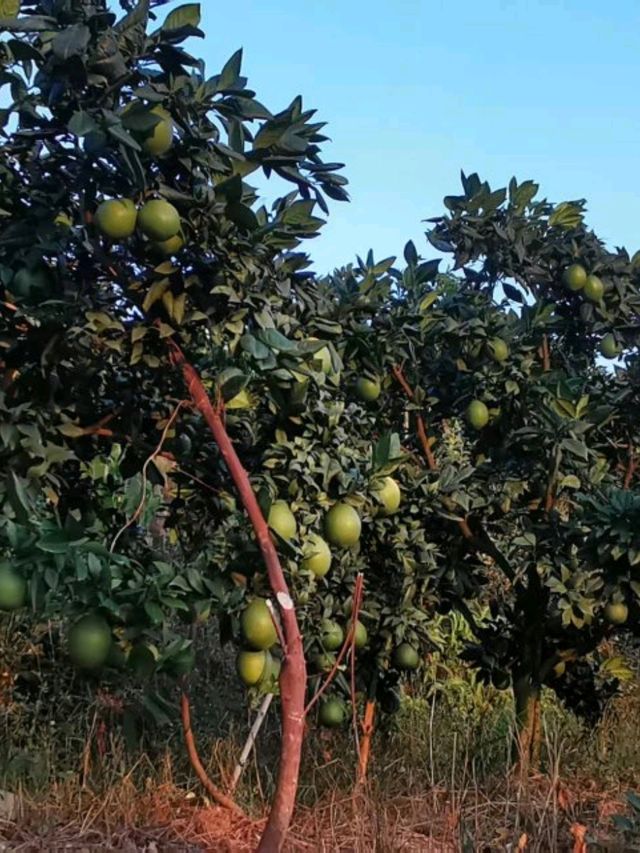 「圍中之圍」客家建築!東生圍 「圍中之圍」客家建築!東生圍