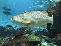 桜島も見える！ロケーション最高の水族館