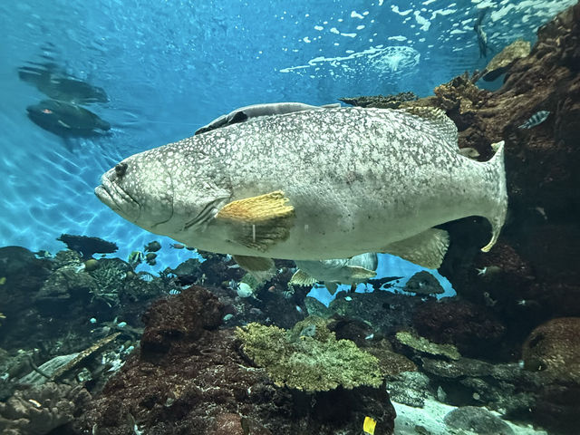 桜島も見える！ロケーション最高の水族館