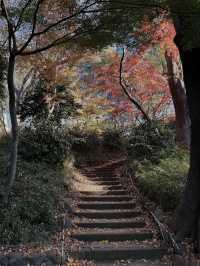 Tokyo’s Ueno Park: Autumn Feels & Family Vibes 🍁✨