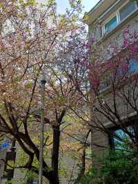 在安靜的巷弄裡,當個無聲的過客