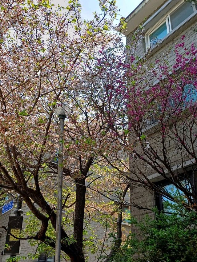 在安靜的巷弄裡,當個無聲的過客 在安靜的巷弄裡,當個無聲的過客