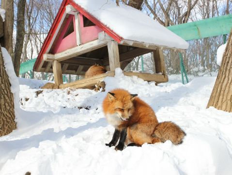 Zao Fox Village in Sendai | Trip.com Shiroishi