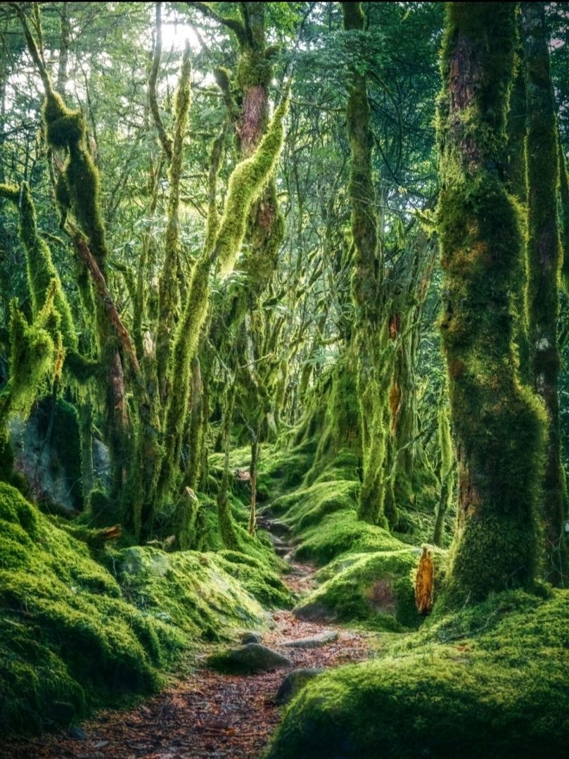 Para pendaki, simpan ini! Ini adalah Hutan Himmapan yang asli, bukan buatan AI, yang terletak di dekat Chengdu.