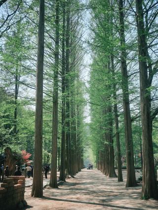 South Korea/Chuncheon - Nami Island & Myeongdong Dakgalbi Street | Stop Joining Tours for Sickly Sweet Stir-Fried Chicken! A Hidden Metasequoia Sanctuary and a 60-Year-Old Charcoal-Grilled Legend.