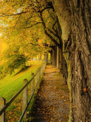 🍂🇨🇭 Autumn in Bern – Switzerland’s Golden Season 🇨🇭🍂
