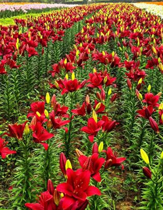 🤍 Lilies in the Rain | Ban Tang Tulip Highland
