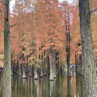 Water forest in Shanghai!