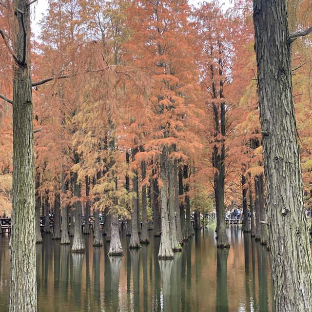 Water forest in Shanghai!