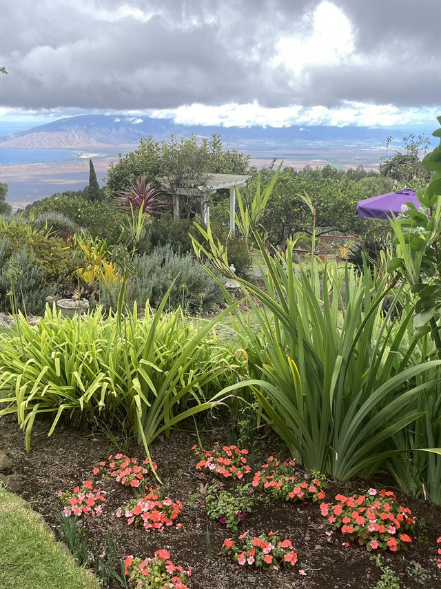 Discover the Serenity of Ali‘i Kula Lavender Farm – Maui’s Hidden Gem
