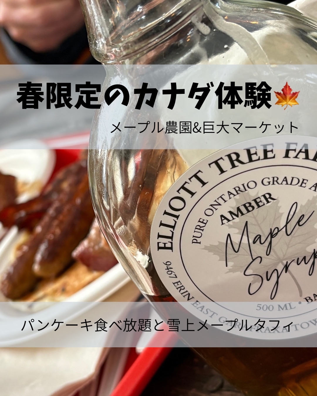 【トロント発・春の小旅行】食べ放題！メープルシロップ農園＆巨大マーケット満喫ドライブ