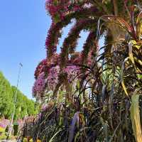 Dubai Miracle Garden is breathtaking 