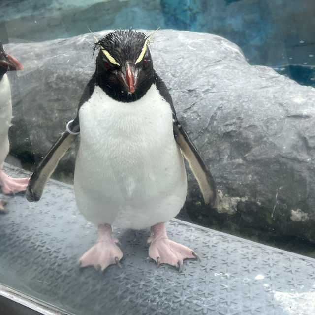 日本最北端的動物園：旭山動物園