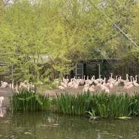 아일랜드 더블린 동물원, Dublin Zoo