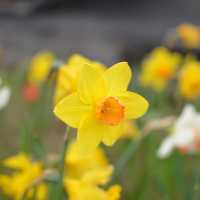 Spring Time in Greifswald… Germany 