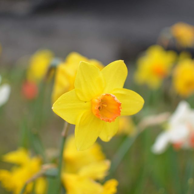 Spring Time in Greifswald… Germany 