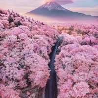 Sakura Spectacle: Tokyo's Blossom Ballet!🌸