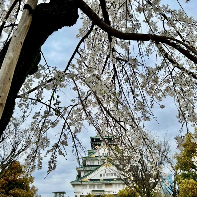 🌸 Cherry blossom in Osaka castle 🌸