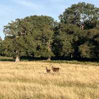 Richmond Park Retreat: Nature’s Oasis in London