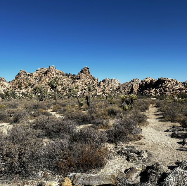 Joshua Tree: U2 can visit 