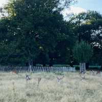 Deer Encounters & Scenic Trails: Richmond Park Awaits