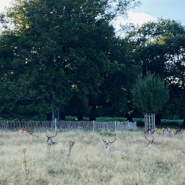 Deer Encounters & Scenic Trails: Richmond Park Awaits