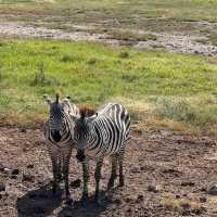Serengeti Safari: Where Nature Comes Alive 🐘🦒🦓🐆🦏