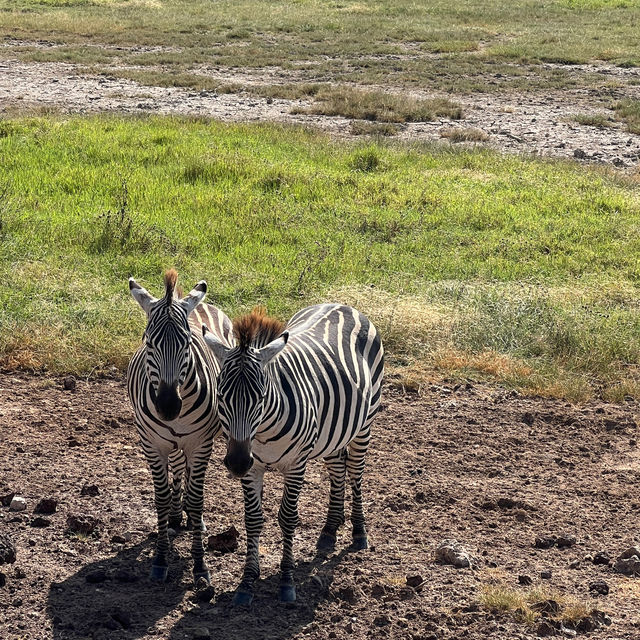 Serengeti Safari: Where Nature Comes Alive 🐘🦒🦓🐆🦏