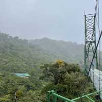 A forest in the clouds 