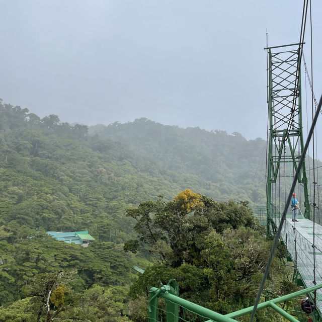 A forest in the clouds 