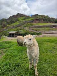 해외여행 페루 성스러운계곡중 피삭에 있는 Parque Arqueológico Pisac