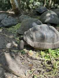 Best Place in Mahe to meet the tortoises
