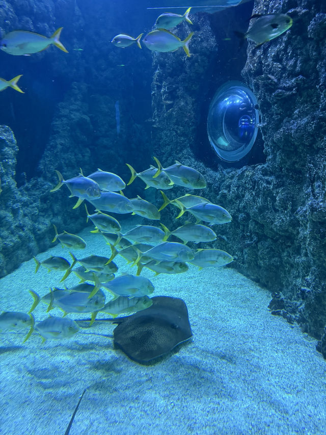 The coolest oceanarium in Moscow🪼