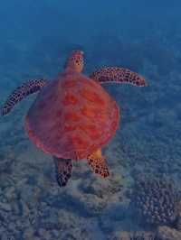 Maldives Snorkeling: Dive into a Colorful Underwater Paradise