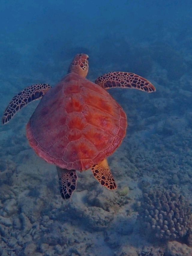 Maldives Snorkeling: Dive into a Colorful Underwater Paradise